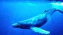 Humpback