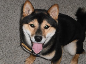 Sawyer the Shiba